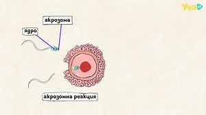 Ценно! Оплождане при животните и човека. Биология 10. клас