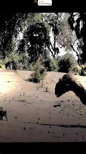 Simosuchus adalah salah satu crocodyliform paling unik yang pernah ditemukan. Tidak seperti buaya modern yang karnivora, Simosuchus memiliki gigi berbentuk molar yang cocok untuk mengunyah tumbuhan. Bentuk tubuhnya pendek dan moncongnya pesek, membuatnya terlihat lebih seperti reptil darat dibandingkan buaya yang kita kenal sekarang. #simosuchus #simosuchusedit #crocodile #reptiles #reptil #crocodiles #herbivore #crocodyliform #triassic #jurassic #cretaceous #mesozoic #paleontology #paleontology