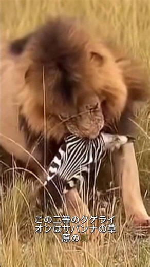 2頭の雄ライオンがシマウマを狩り、成功した。 #lion #animals ＃狩猟＃ライオン #シマウマ #捕食者