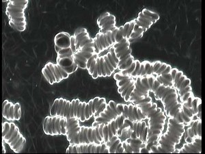 Geldrollenbildung - symptomfrei.de