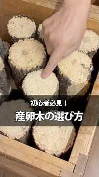 【初心者必見】産卵木の選び方・クワガタの種類によって選び方が変わります #クワガタの産卵