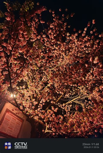 Night Cherry Blossoms in China: A Glow of Spring Under the Lamp