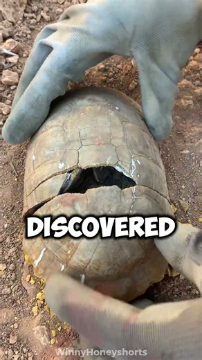 What Was Hiding Inside This Turtle Shell! 😱