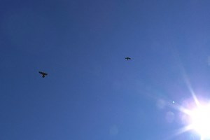 Sights and Sounds: Peregrine Falcons Soar Over International Bridge