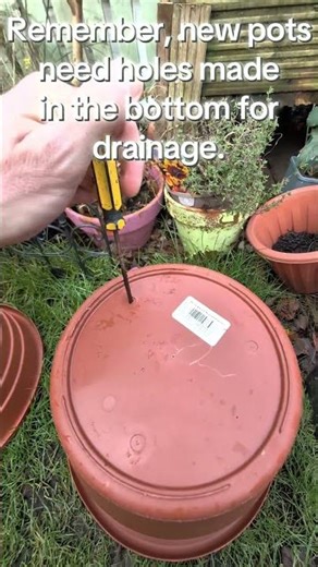 Raspberry planting time!!! #garden #gardening #fruit #fyp