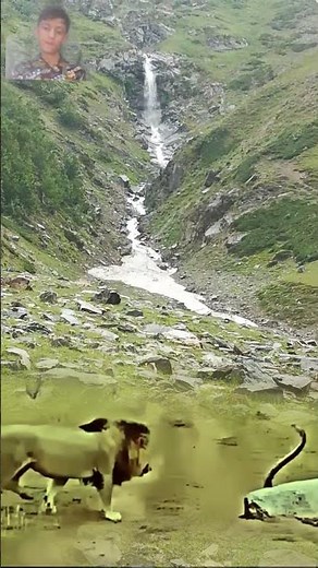Wild Life Python Snake With Brave Lions