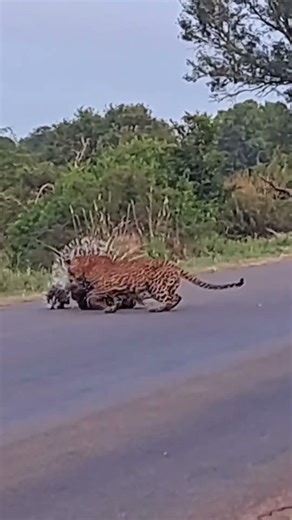 Life of Leopard | Baby hedgehogs are protected by their parents, while leopards are powerless !