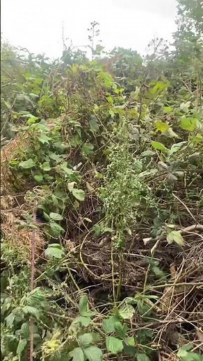 Overgrown land clearing of brambles and long grass