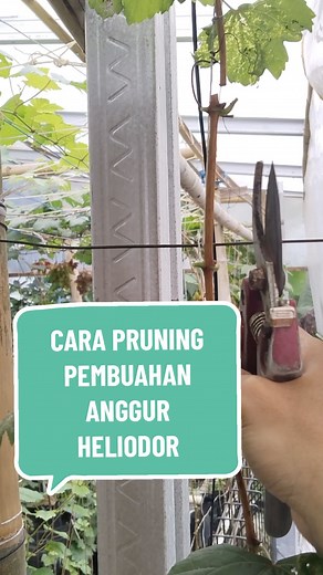 Cara Pruning Pembuahan Anggur Heliodor