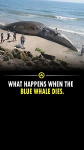 737K views · 7.4K reactions | When a blue whale dies and sinks to the ocean floor, it creates a “whale fall” that provides a food source and home for many marine organisms for a long time. The whale’s carcass supports a succession of biological communities as it decomposes Follow @advancible to be the advanced version of yourself. [ocean, aquatic life, aquatic animals, orca fish, meg] #ocean #reels #bluewhale #fish #facts #aquatic #oceanlife | Advancible | Facebook