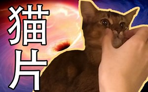 【配音猫片】猫界最冷漠的猫！！【Moooby出品】