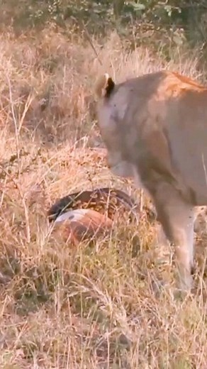 Wild Animals on Instagram: "Lioness tries to steal a gazelle from python  _ _ _ _ _ _ _ _ #lioness #gazelle #pythonhunt #pythonvsgazelle #wildanimals #wildlifecentral #wildlifeofindia #wildlifephotos #discount #discover #discoverearth #discovery #discoverychannel #netgeo #netgeowildlife #wildloveadventures #wildlifeconservation #wildlifepics #wildlifeaddicts #wildlive #wildlife_seers #wildlifeofinstagram #nationalgeographic"