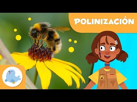 🌼 ¿Qué es la POLINIZACIÓN? 🐝 Polinización para niños 🍓