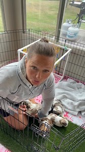 776K views · 19K reactions | Adorable little morkie male puppies. 殺❤️ | J&O Puppies Small Dog Breeds | Facebook