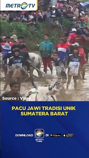 Pacu Jawi Festival Tradisi Lumba Sapi Berlumpur di Sumbar