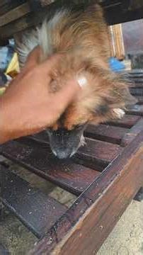 The type of dog that humans created is a stray dog. #shorts #animals #dog