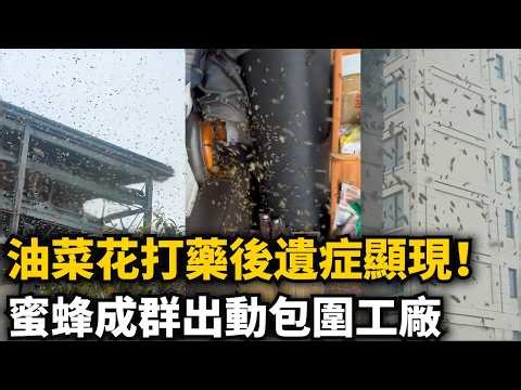 The side effects of drone spraying of pesticides on rapeseed flowers are becoming apparent! A mas...