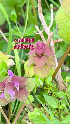This common garden 'weed' is actually edible 👀 #ukforaging #uknature #folklore