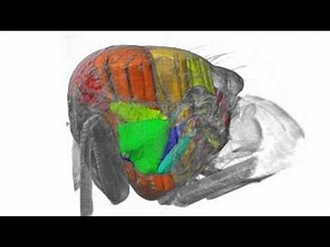 The "Motor" That Allows a Fly to Flap Its Wings 50 Times a Second