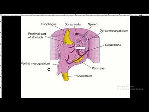 Development of the Foregut | Dr N.Zimbwa