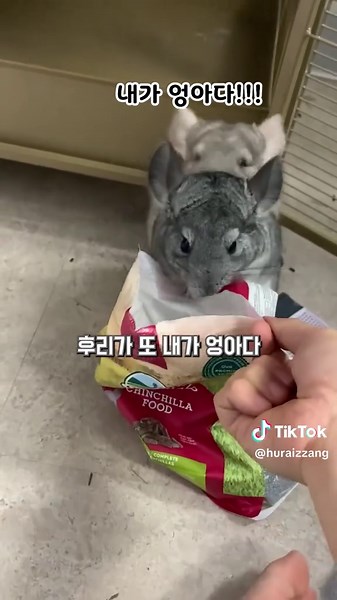 친칠라의 집착과 사랑스러운 행동