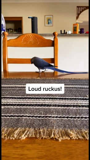 Bird Prank on Hamlet