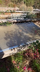 These tortoises stay OUTSIDE in the winter!! 😳🐢 | Garden State Tortoise