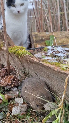 Don't move mouse🤣😆 #cat #mouse #shorts