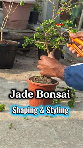 Jade Bonsai : Pruning, Cutting, Shaping, Wiring & Styling। Beautiful Jade Bonsai । Portulacaria Afra