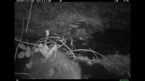 1K views · 46 reactions | Sound on  Researchers have identified up to seven types of beaver vocalisation including hissing, whining and growling. Hissing is a form of defensive vocalisation. Kits whine to initiate grooming and play and sometimes to beg for food from their parents. It looks like this beaver is voicing its frustration with a bit of snagged-up bramble!  Video from a DWT beaver site near Ottery St. Mary #AmazingNature | Devon Wildlife Trust | Facebook