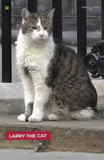 Six PMs, nine lives: Downing Street's chief mouser Larry outlasts another PM