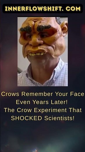 Crows remembering a face for 11+ years? That’s terrifyingly impressive. Crows Never Forget.