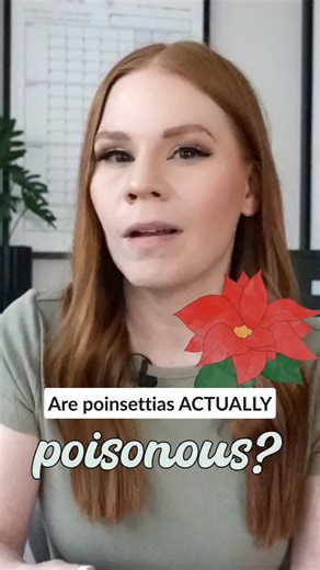Did you know? Poinsettias are NOT poisonous to humans! This is a very common myth, but that’s all it is: a myth. While poinsettias could be poisonous to pets, they are relatively harmless to humans. ⁠ Unless you’ve got a latex allergy, you could enjoy a poinsettia salad 🥗 if you really wanted to - and at worst you’d get a bit of a tummy ache.⁠ Those with a latex allergy should steer clear of poinsettias. Poinsettias produce latex and coming into contact with the plant can trigger latex allergie