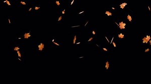 「秋の葉が上から下に落ちる回転のある透明な背景にアニメーション。黒い背景に秋の4Kアニメーションが落下効果を残します。」の動画素材（ロイヤリティフリー）1095920725 | Shutterstock