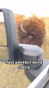 6.2K views · 10K reactions | Pasture drive by herd checks…Big Joe it is. #bison #ranchlife #pastureraised #buffalo #ranchlife #farm #agriculture #driveby | Cross Timbers Bison | Facebook