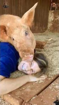Animals Protecting and Loving Humans 🥹🥰