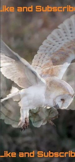 Barn Owl Sounds