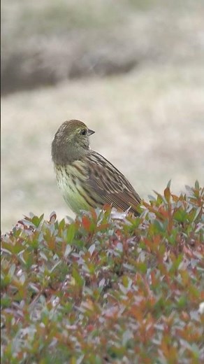 アオジの鳴き声（地鳴き）