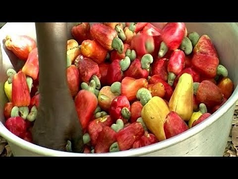 Preparing cashew apple juice (Summary)