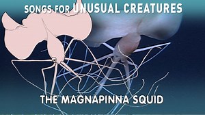 A Song For the Long-Armed Magnapinna Squid