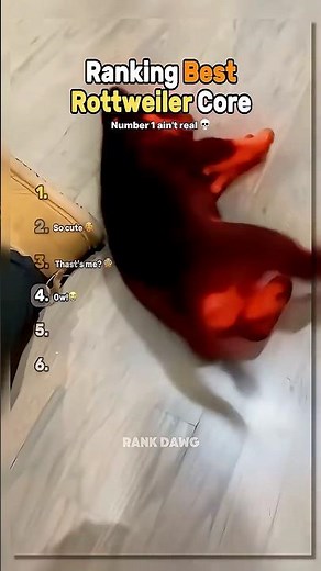 ranking best rottweiler core 🐕🦴