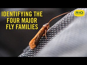 Identifying The Four Major Fly Families Of Interest To Fly Fishers