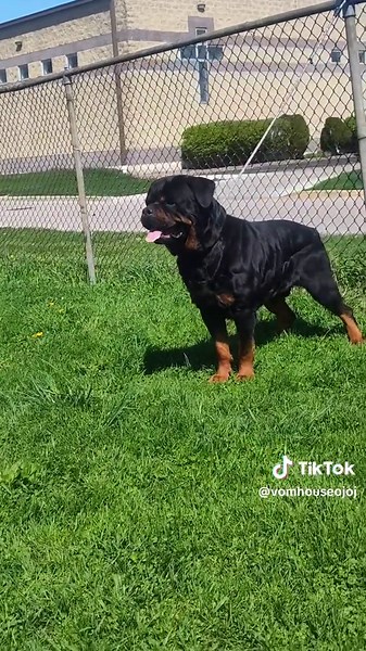 Vom House Oj Oj (@vomhouseojoj)’s videos with original sound - Vom House Oj Oj