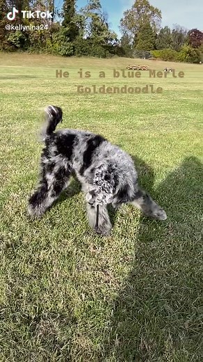 Kelly Nina on TikTok