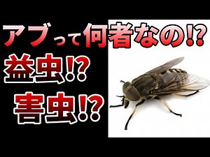 [Yukkuri] Stronger than a hornet! What is the ecology of dangerous horseflies?
