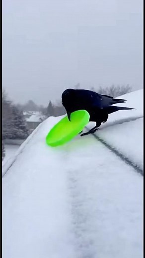 Crow Invents Snowboarding… Using a Neon Green Disc 🤯❄️