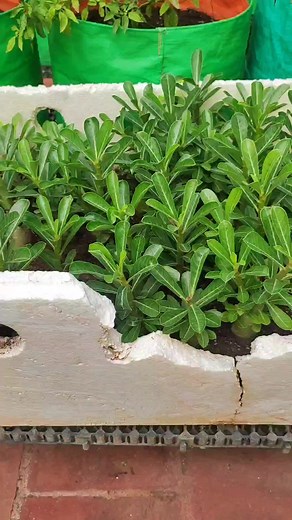 Transplanting adenium plant which grown from seed | Indra Gardens