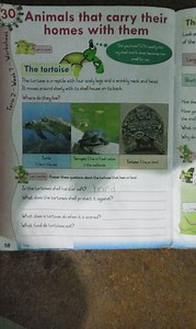 Is the tortoise's shell hard or soft?What does the tortoise's... | Filo