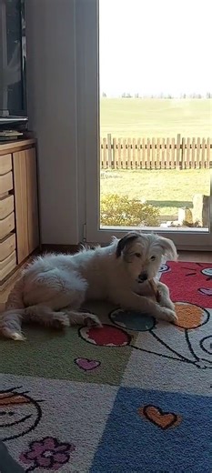 Süße Dotty in ihrer Pflegestelle