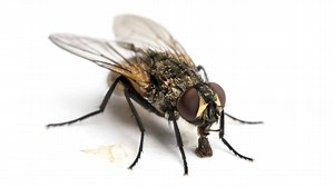 How to Use Citronella to Repel Flies